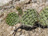 Opuntia phaeacantha variety camanchica