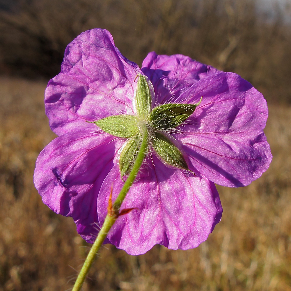 Image of Geranium sanguineum specimen.