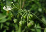 Solanum nigrum