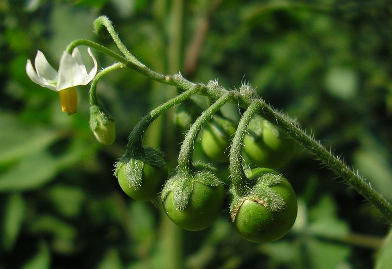 Image of Solanum nigrum specimen.