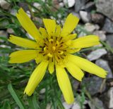 Tragopogon orientalis