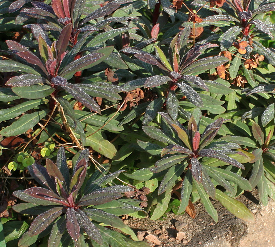 Image of Euphorbia amygdaloides specimen.