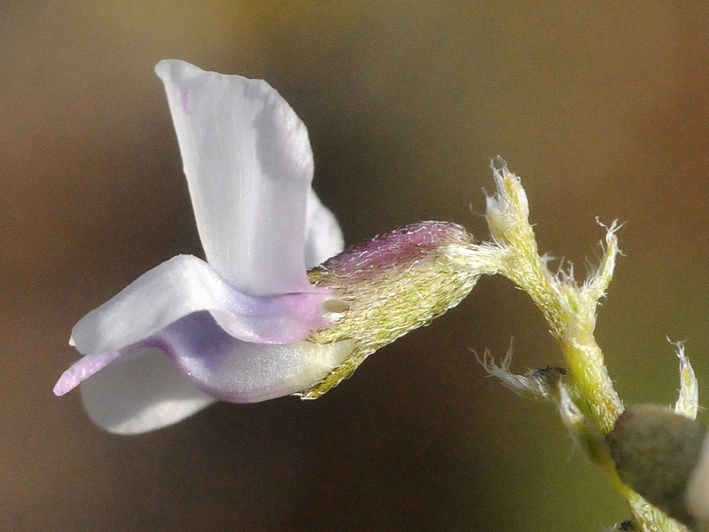 Изображение особи Oxytropis globiflora.