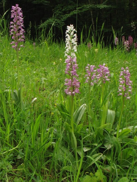 Image of Orchis militaris specimen.