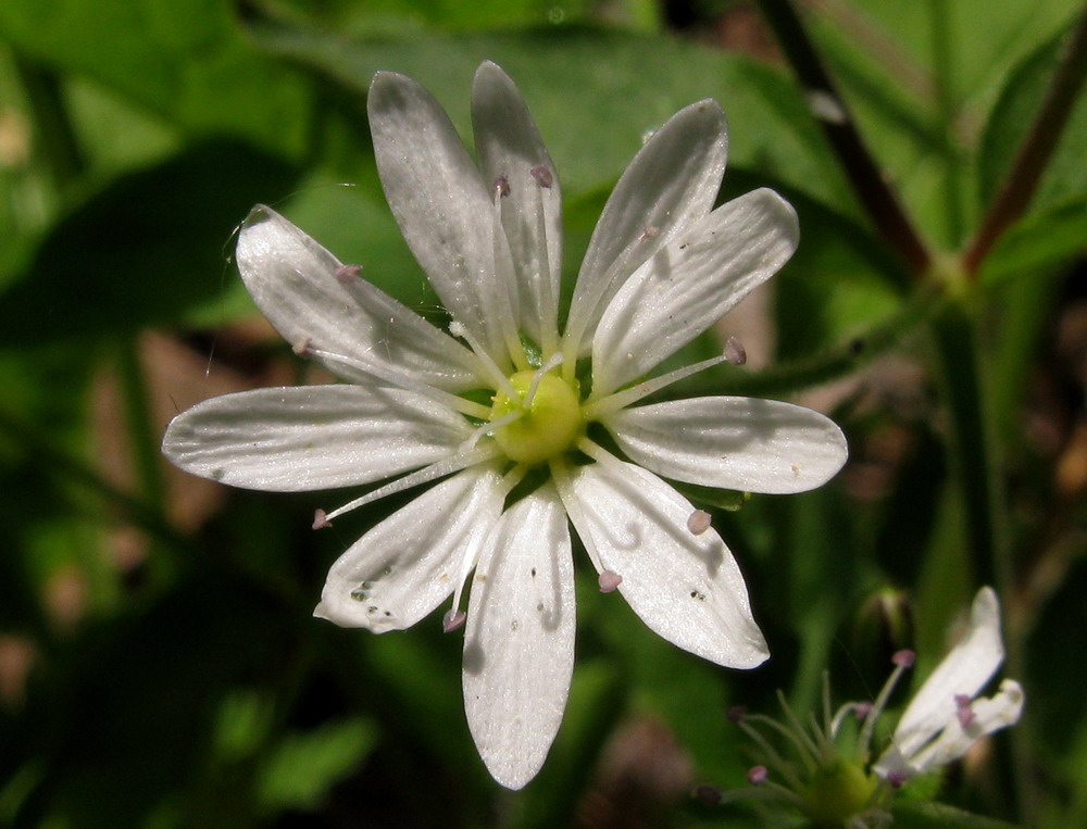 Image of Stellaria zolotuchinii specimen.