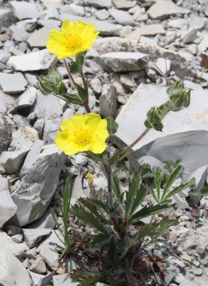 Image of Potentilla taurica specimen.