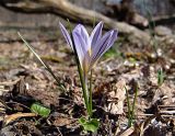 Crocus reticulatus