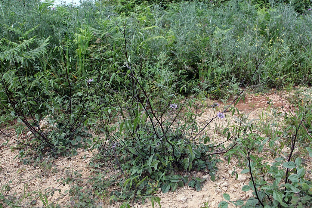 Image of Psoralea bituminosa specimen.