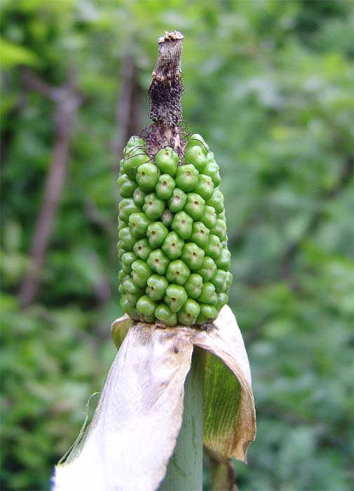 Изображение особи Arum rupicola.