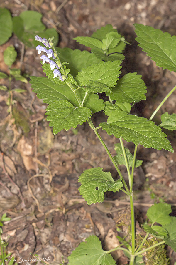 Image of Scutellaria altissima specimen.