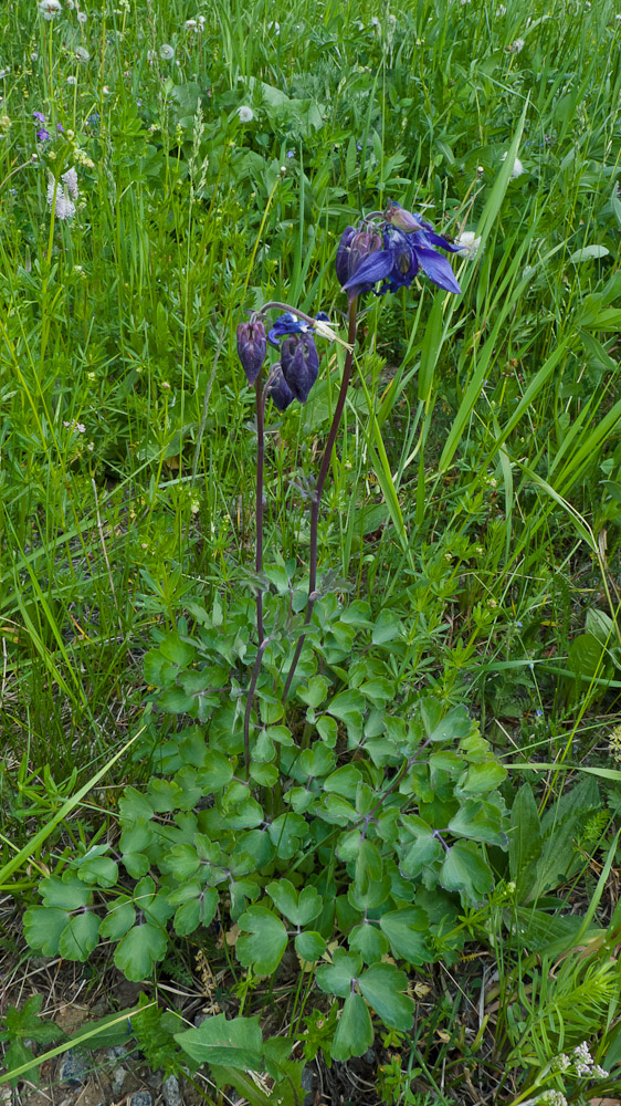 Изображение особи Aquilegia vulgaris.