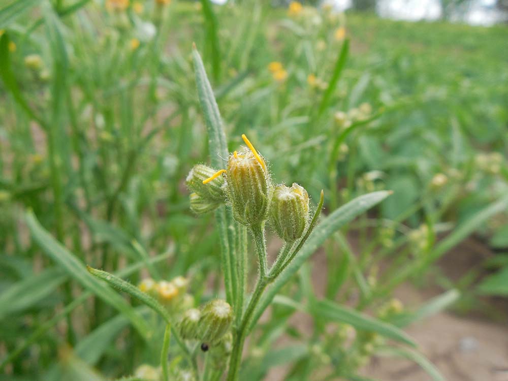 Изображение особи Crepis tectorum.