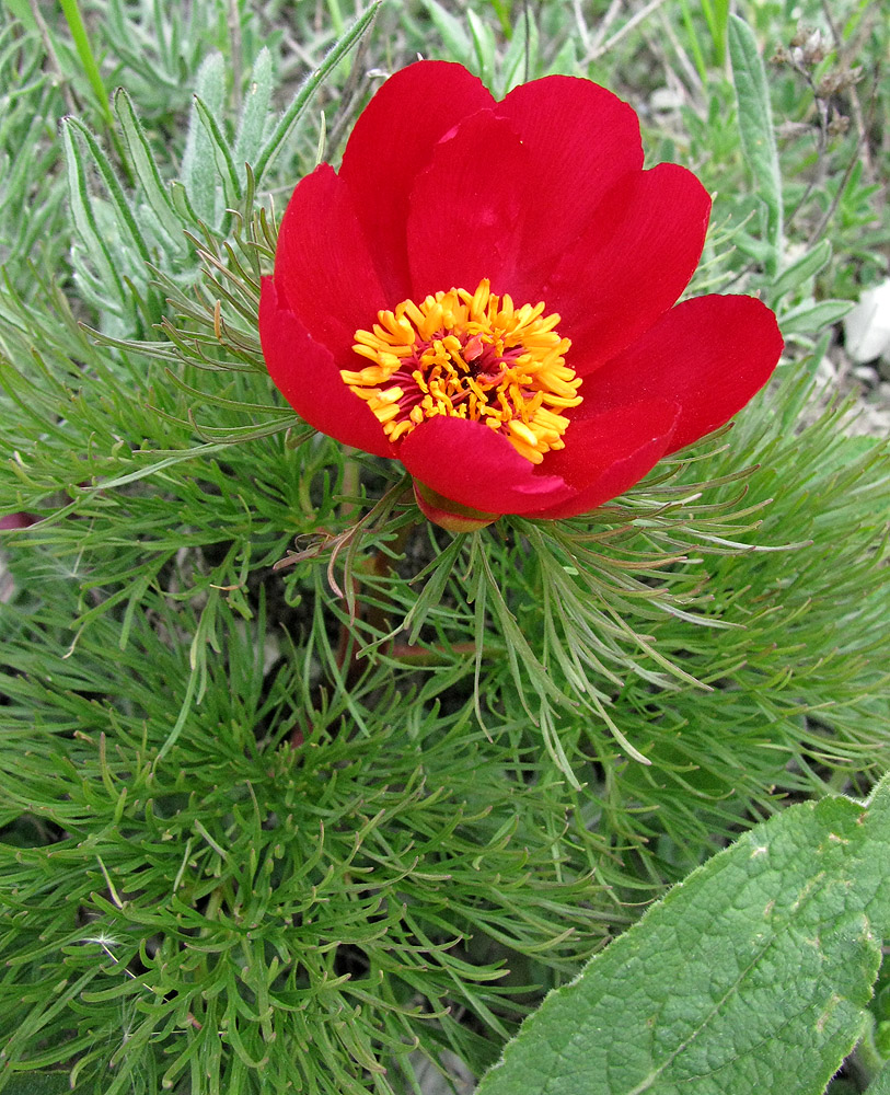 Изображение особи Paeonia tenuifolia.