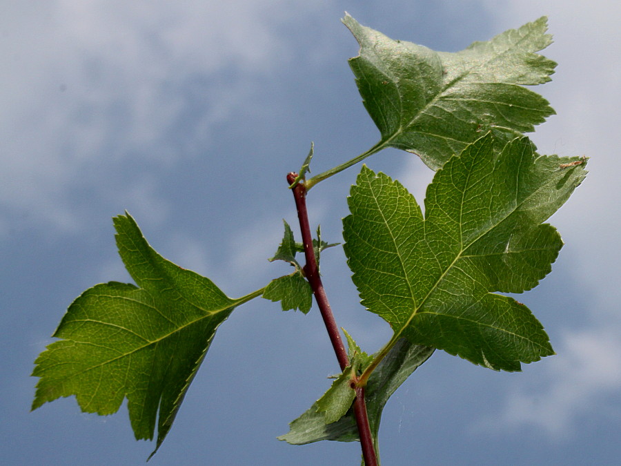 Image of Crataegus rhipidophylla specimen.