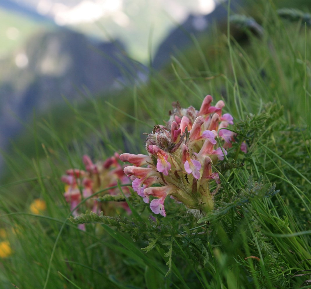 Image of Pedicularis condensata specimen.