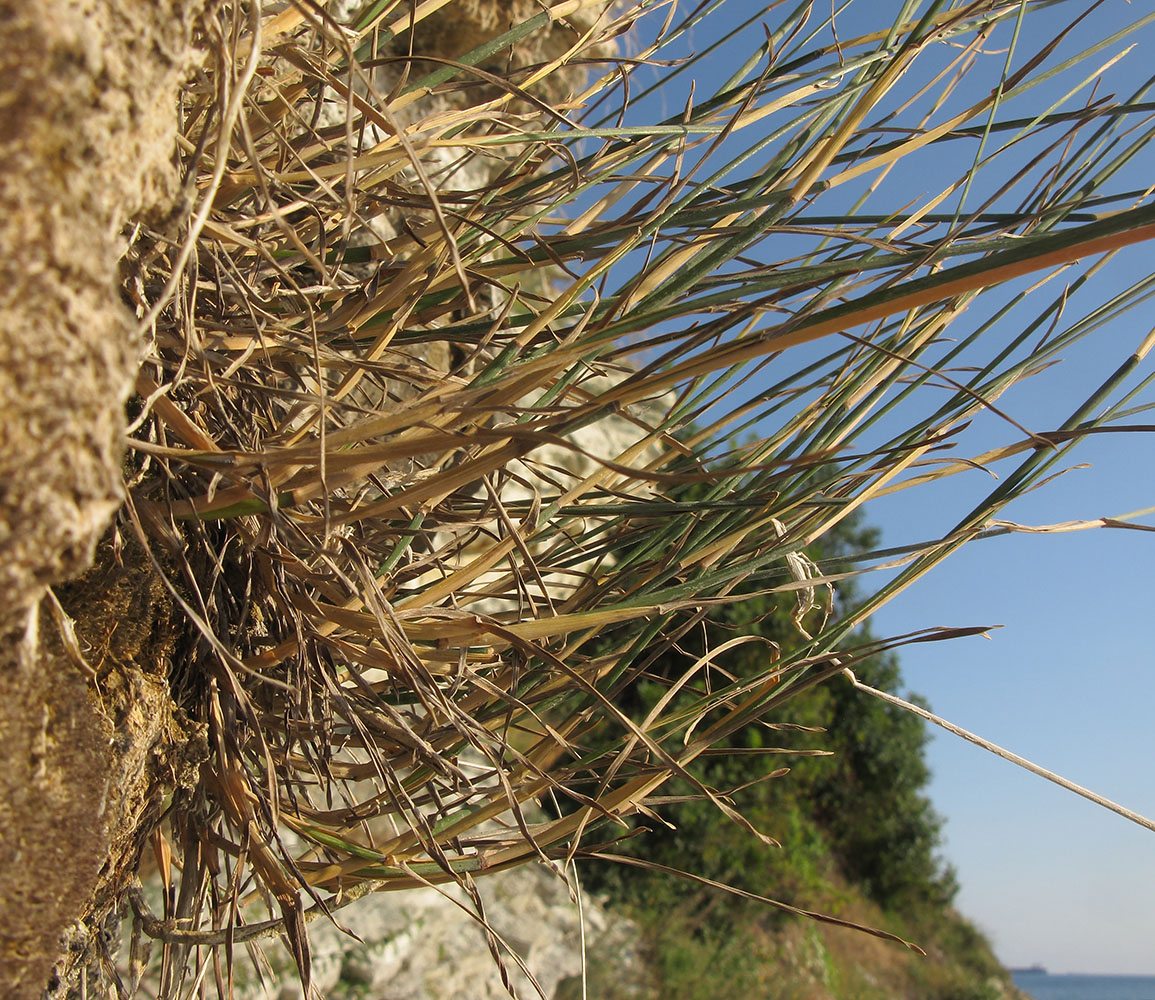 Image of genus Festuca specimen.