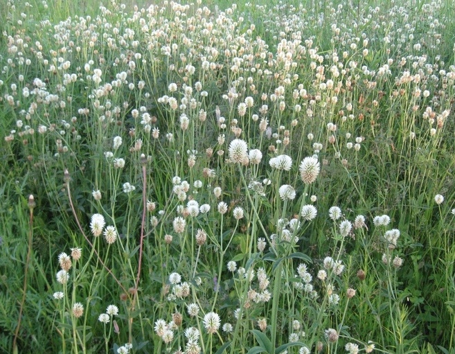 Изображение особи Trifolium montanum.