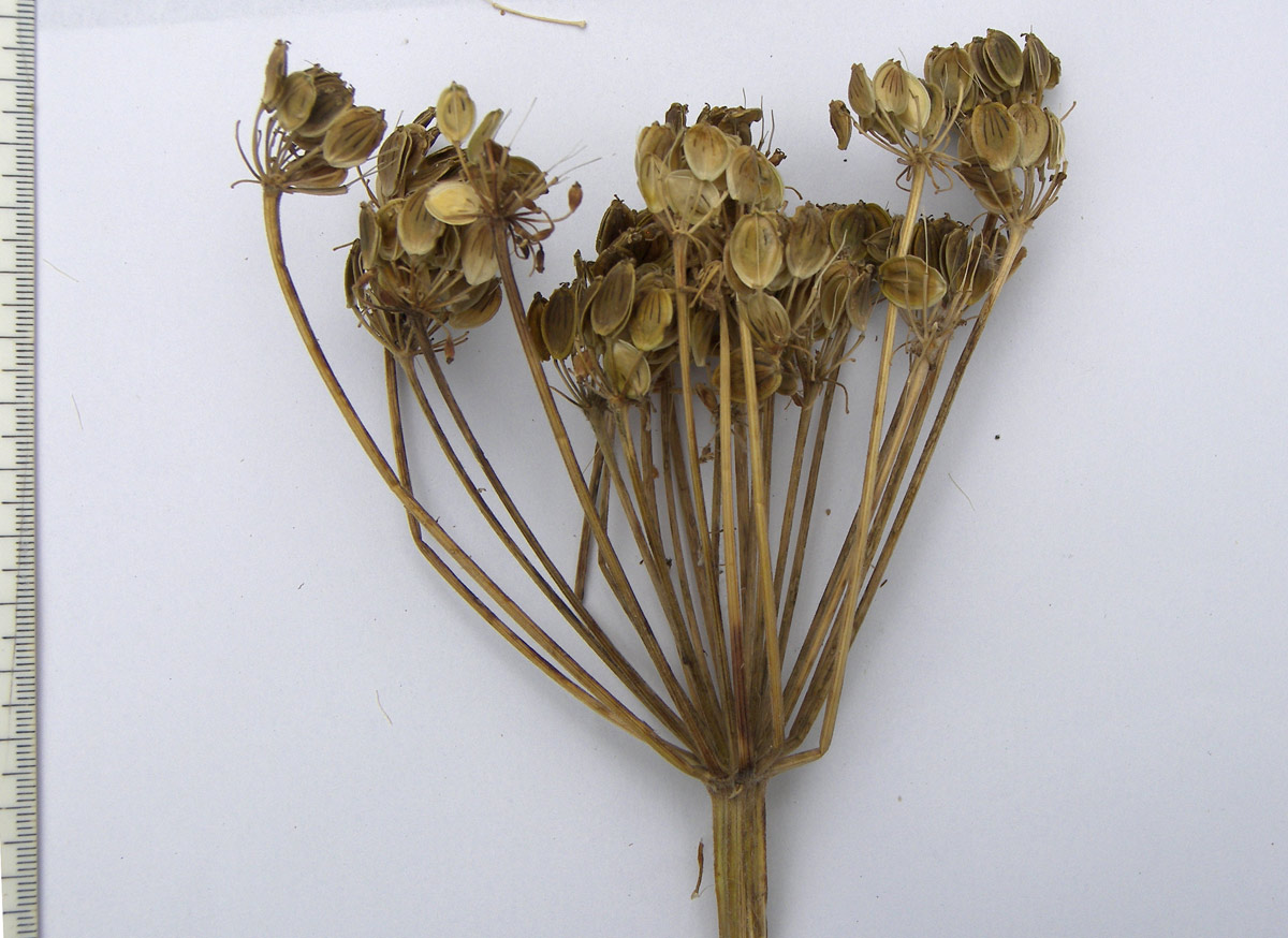 Image of Heracleum freynianum specimen.