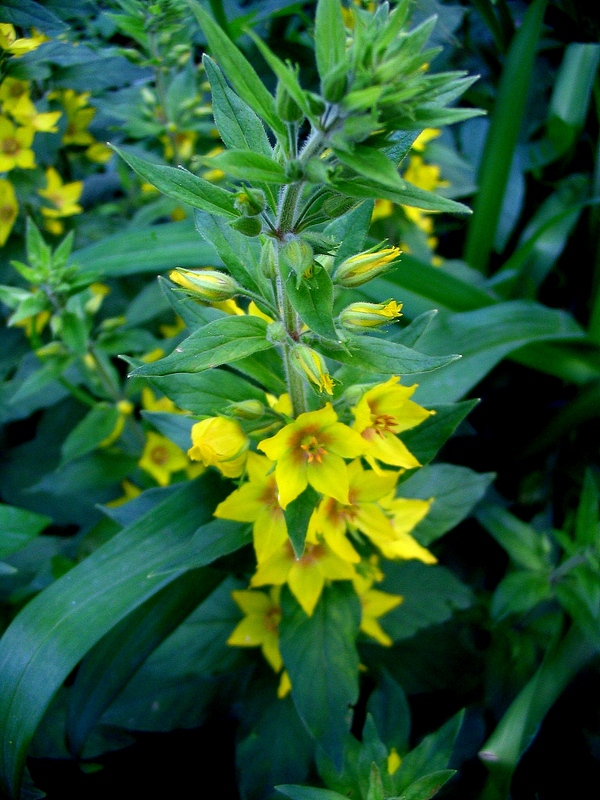 Image of Lysimachia punctata specimen.