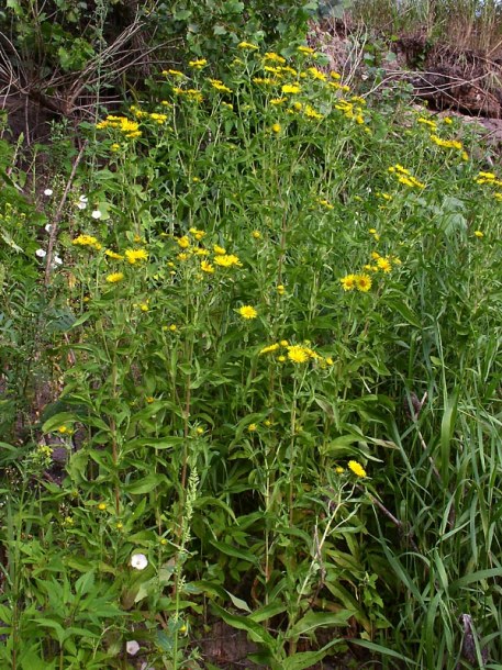 Изображение особи Inula britannica.