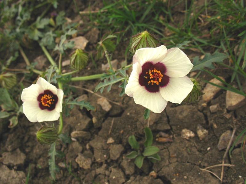 Изображение особи Hibiscus trionum.