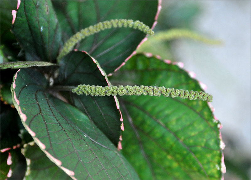 Image of Acalypha wilkesiana specimen.