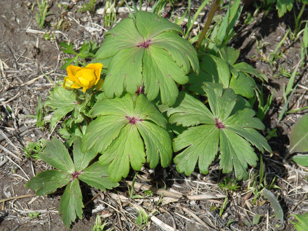 Image of genus Trollius specimen.