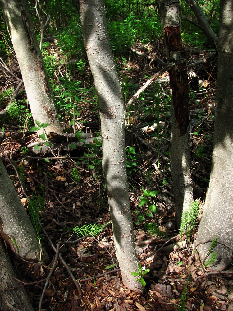 Image of Salix gmelinii specimen.