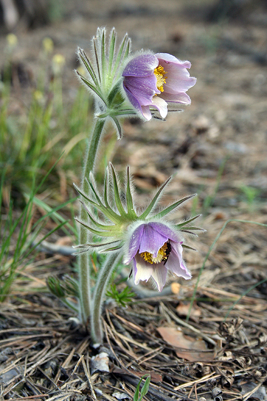 Image of Pulsatilla patens specimen.