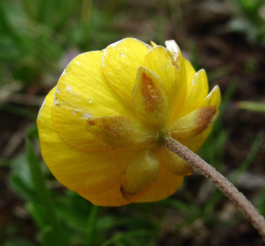 Изображение особи Ranunculus crassifolius.