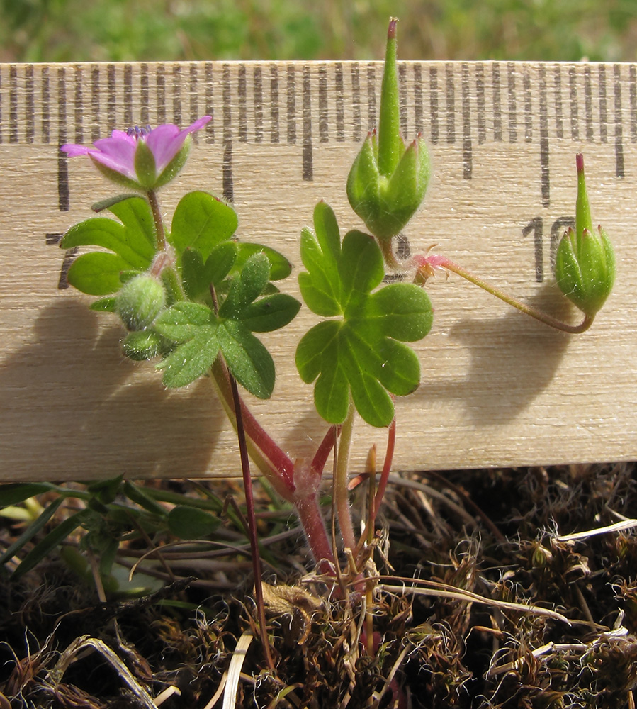 Изображение особи Geranium molle.