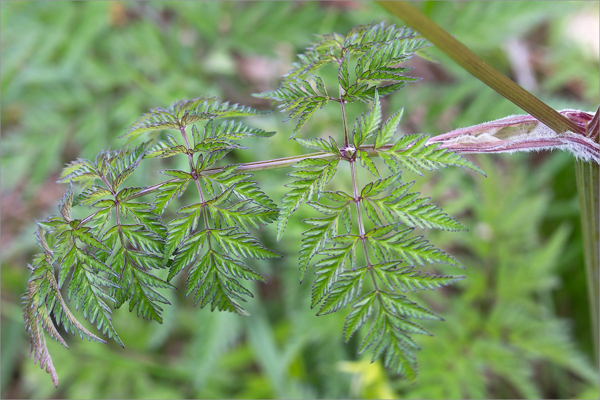 Изображение особи Anthriscus sylvestris.