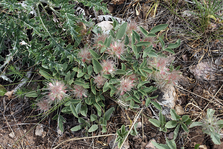 Изображение особи Hedysarum acutifolium.