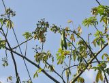 Ceiba pentandra. Верхушки ветвей с бутонами, цветками и незрелыми плодами. Андаманские острова, остров Баратанг. 05.01.2015.