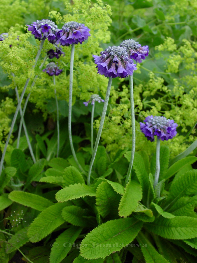 Image of Primula capitata specimen.