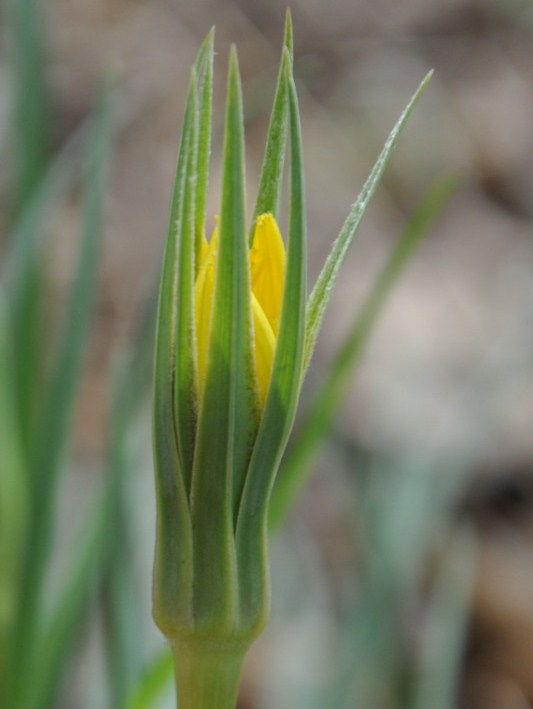 Image of genus Tragopogon specimen.