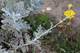 Senecio cineraria