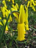 Narcissus cyclamineus