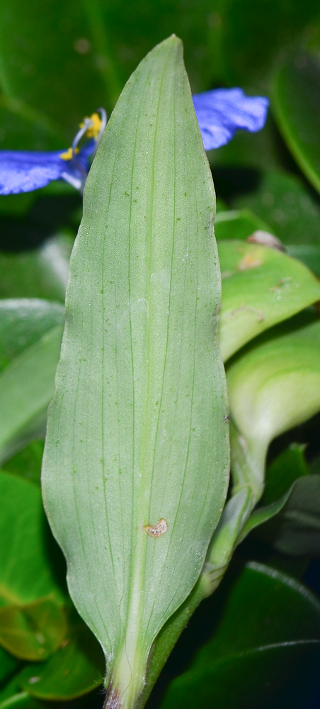 Image of Commelina erecta specimen.