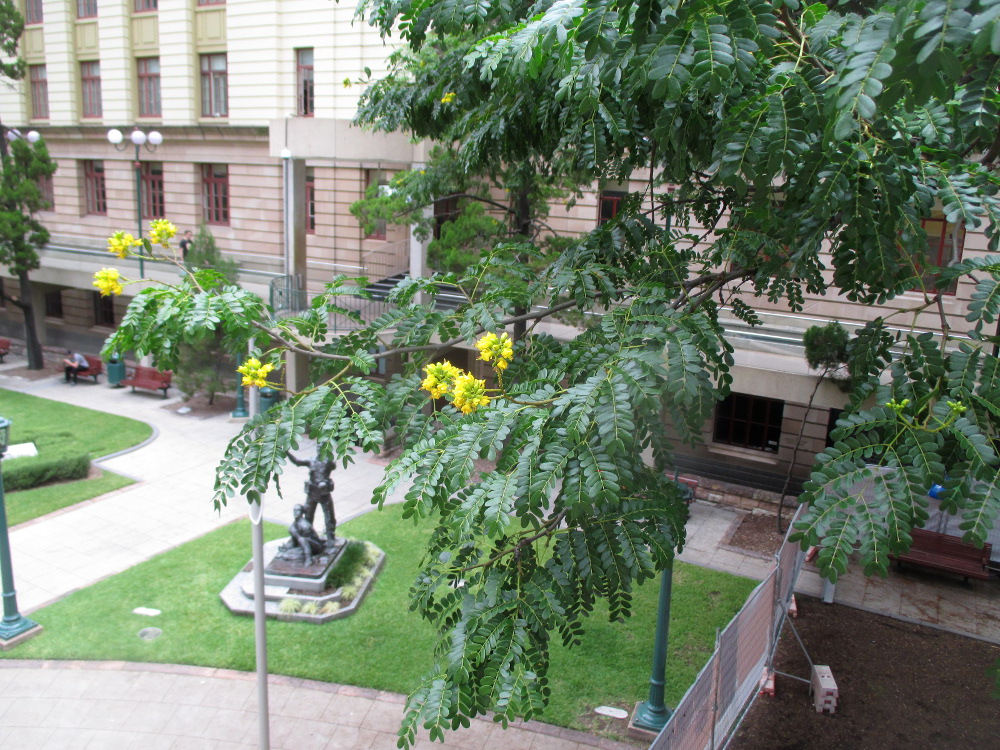 Image of Caesalpinia ferrea specimen.