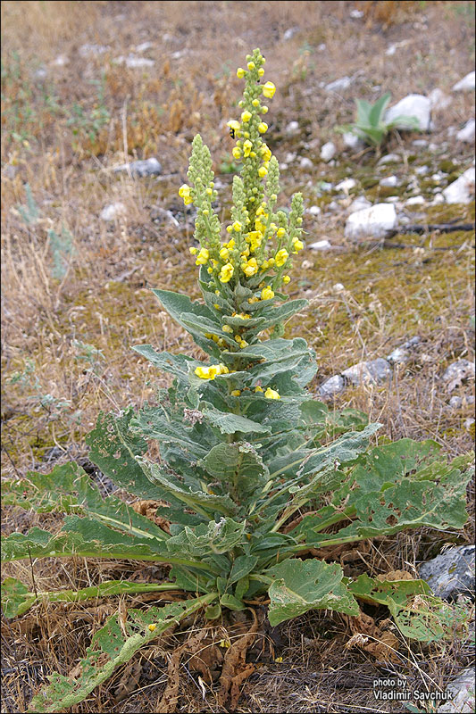 Изображение особи род Verbascum.