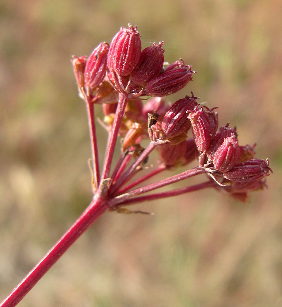 Image of Xanthoselinum alsaticum specimen.