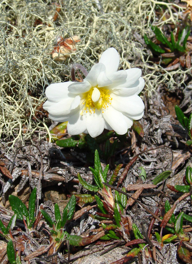 Image of Dryas crenulata specimen.