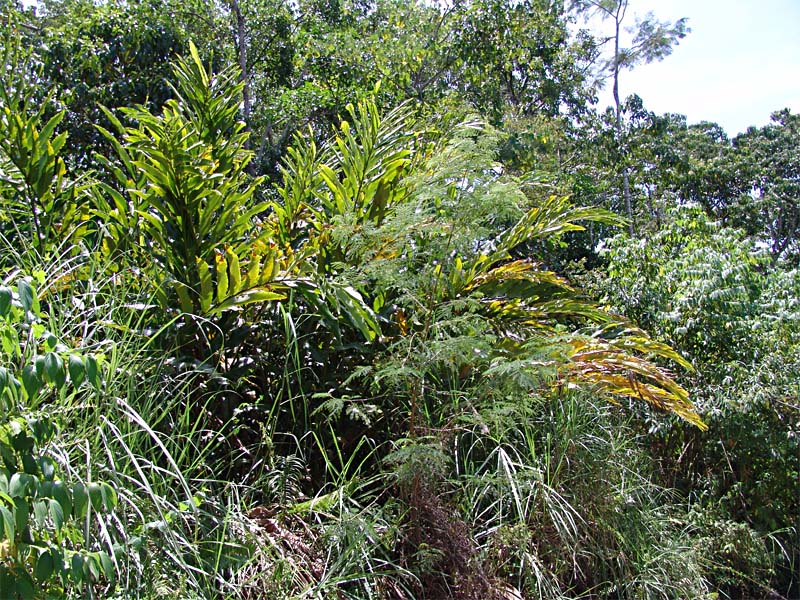 Image of Etlingera elatior specimen.