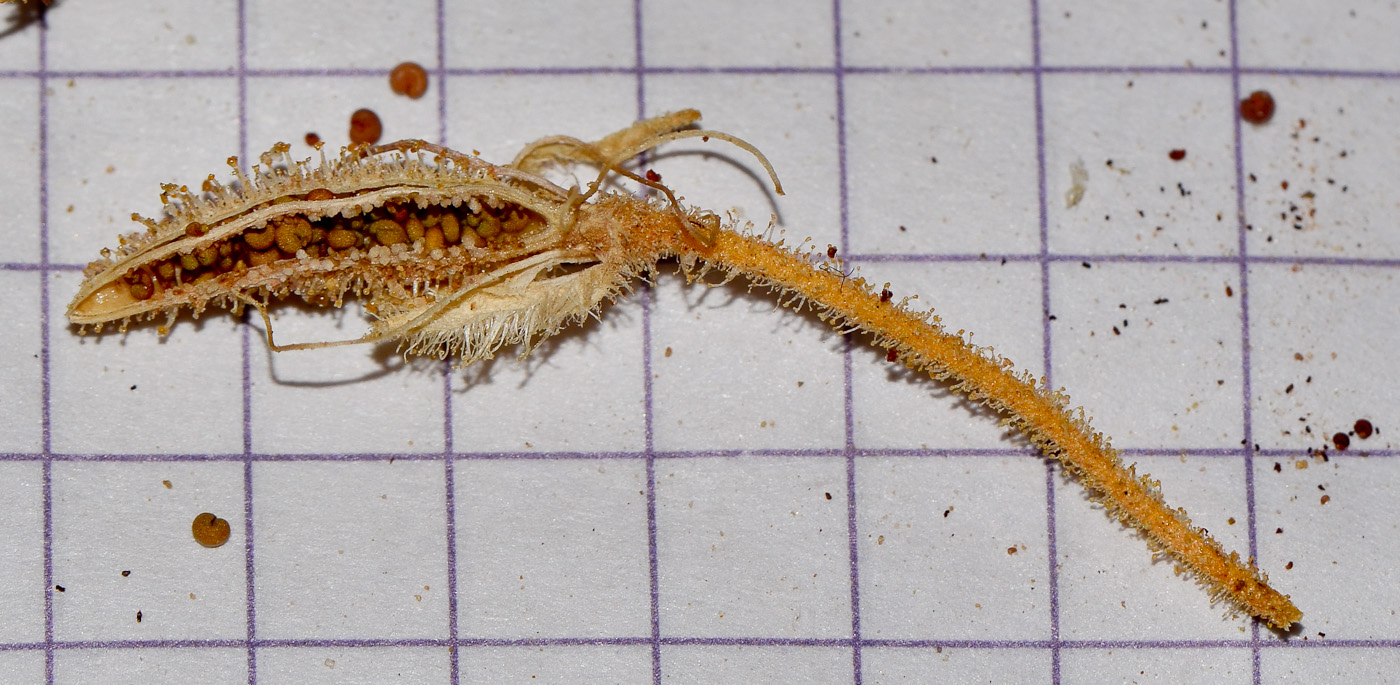 Image of Cleome droserifolia specimen.