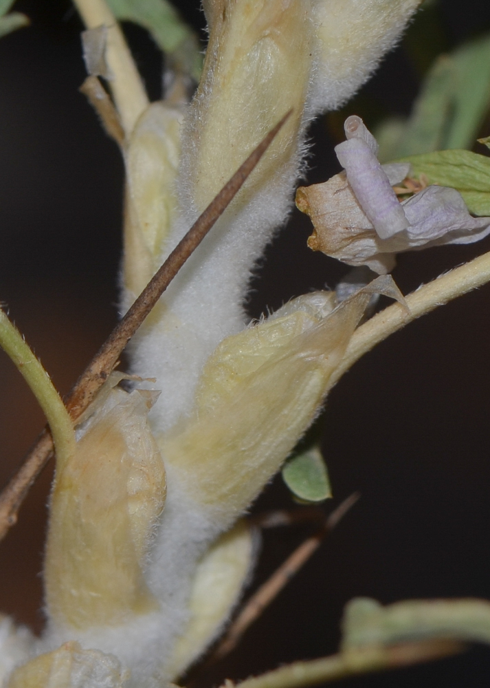 Image of Astragalus gummifer specimen.