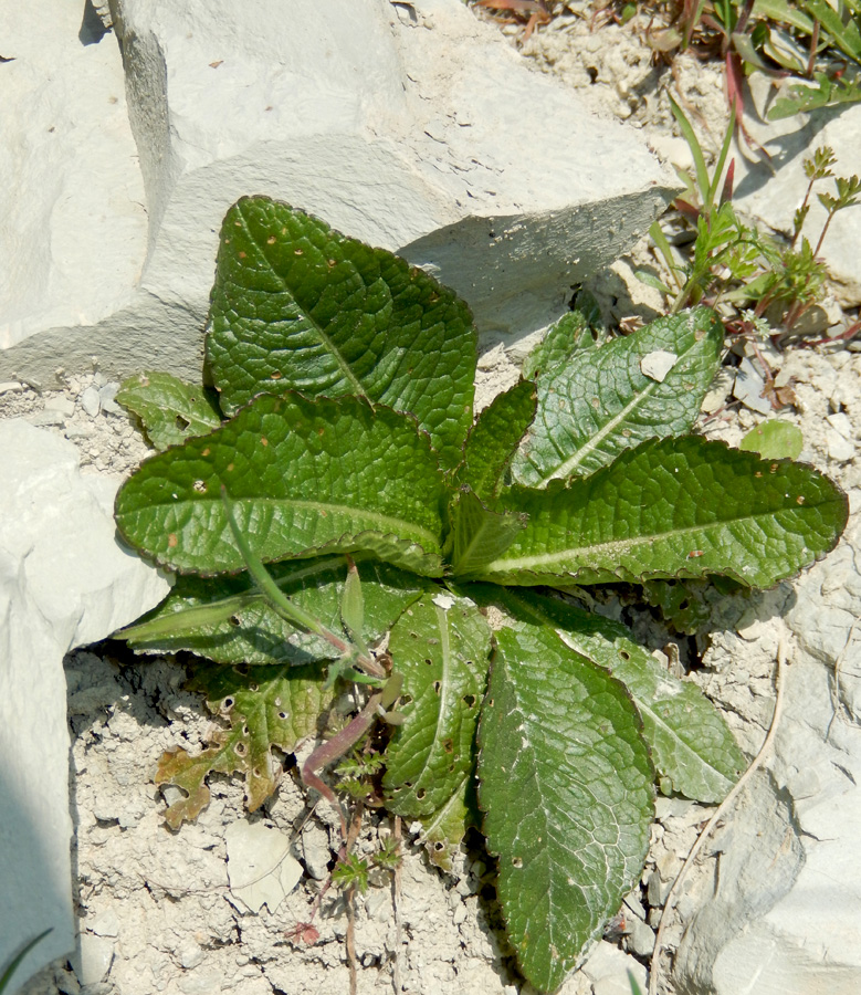 Изображение особи Verbascum lychnitis.