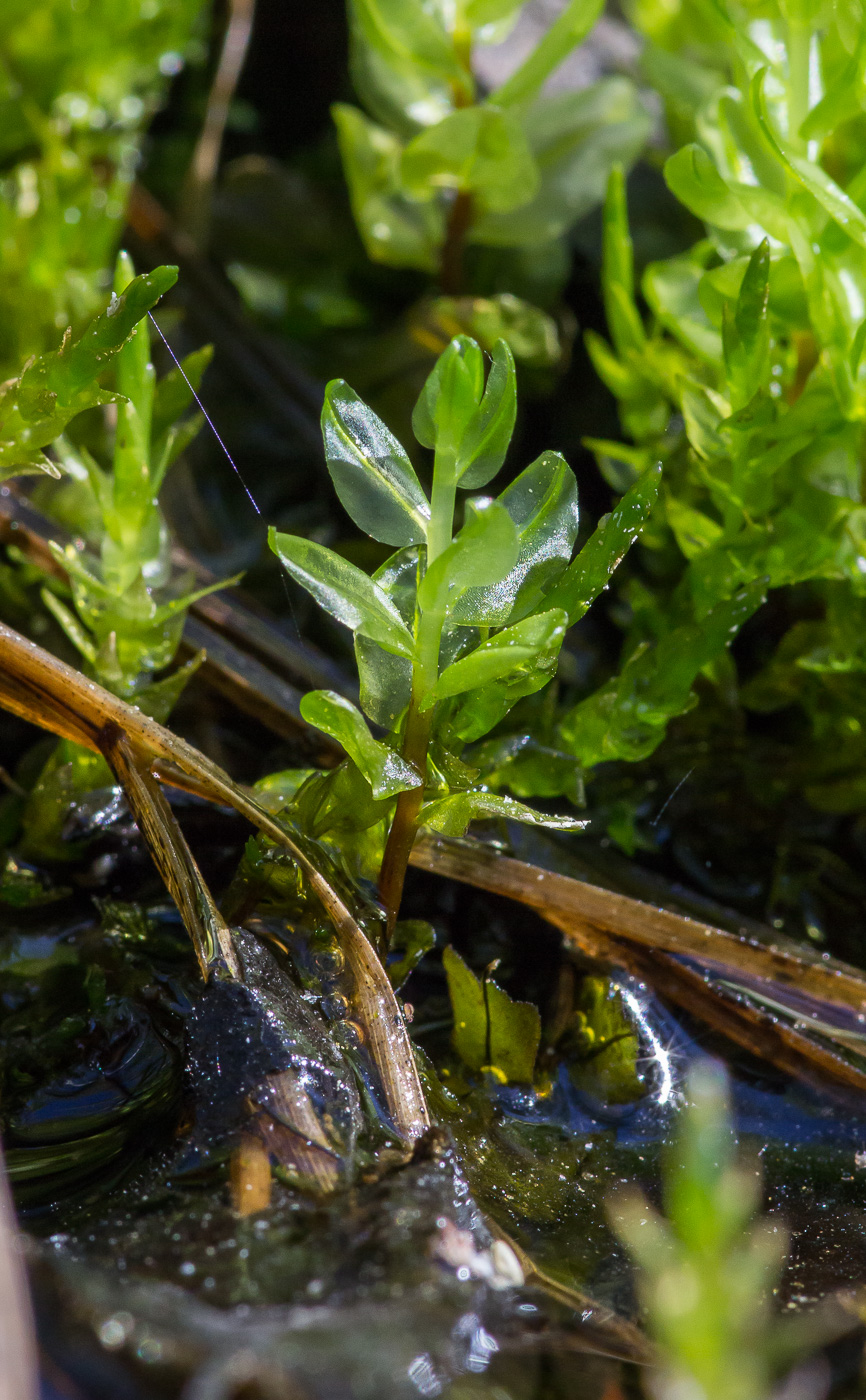 Image of genus Rhizomnium specimen.