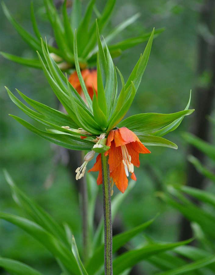 Изображение особи Fritillaria imperialis.