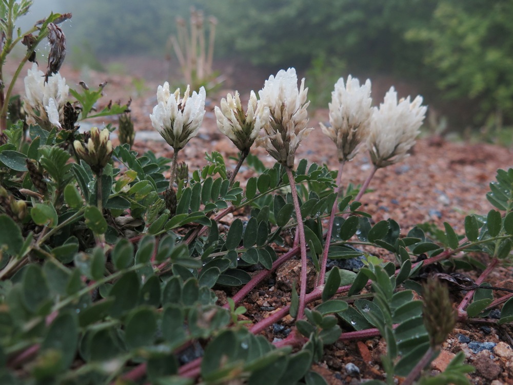 Изображение особи Astragalus marinus.